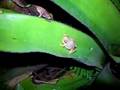 Coqui