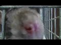 Super Cute Rat Face Super Cute Rat Face