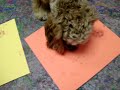 Pawsitive Beginnings Paw Painting 2007 -- Bailey and Dakota