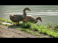 Click here to watch this video 望龍埤紅冠水雞