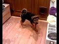 rokita-puppy-heidi.html