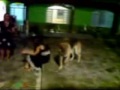Vassoura Shaolin