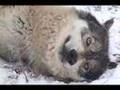 Wolf Park Ruff Ruff