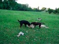 labradors destriyers labradors destriyers