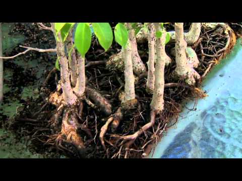 how to replant a bonsai plant