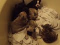 BUGG PUPPIES SECOND LITTER (11/23/09)
