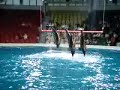 Dolphin Show In Dubai Creek
