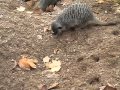 Meerkats at London Zoo