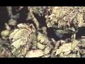 Smoke-Break-2-All-Bl