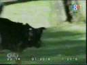 Perro betun - Video Match