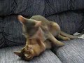 The death lick part 2