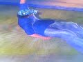 EA Skate-Horrible Face Plant