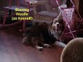 Woofie Sleepover