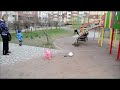 Sometimes, cats are so tough that they attack dogs. Смотрите Миниатюры КВН - www.youtube.com Канал КВН - www.youtube.com