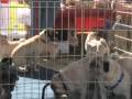 Pug Foster Family Needed in Phoenix Pug Foster Family Needed in Phoenix