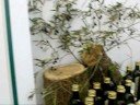 Video Liguria terroir