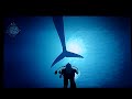 Endless Ocean - Blue Whale