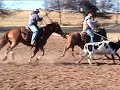 Bugs Alive 11 Year Old Gelding