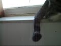Twitchy cat