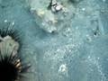 videos de Chasing a Moray Eel