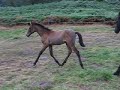 Latigo Andalusier 4 Latigo Andalusier 4
