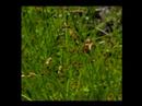 Carex straminea