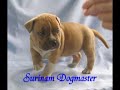 Surinam dogmaster Surinam dogmaster