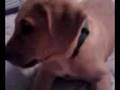 my puppy barking