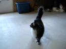 Binky cat for adoption at Spaymart Binky cat for adoption at Spaymart