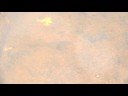 tadpole in pond by a salamander