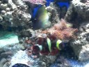 Gold Bar / Stripe Maroon Clown Pair Introduction Gold Bar / Stripe Maroon Clown Pair Introduction