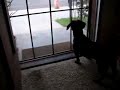 Badass Dachsie Badass Dachsie