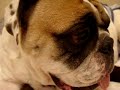 English bulldog nesting in mama\ English bulldog nesting in mama\
