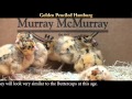 Video: Golden Penciled Hamburg Baby Chicks