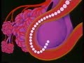 Apparato Respiratorio (parte 2/2)