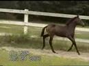 2007 jumper bred filly by landsong v. lancaster (landgraf) out of white gold v. winnetou west.  super h/j prospect, great temperament.  see more at www.lazy-b-acressporthorses.com
