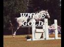 2007 jumper bred filly by landsong v. lancaster (landgraf) out of white gold v. winnetou west.  super h/j prospect, great temperament.  see more at www.lazy-b-acressporthorses.com