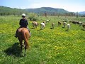Matt & Cows Matt & Cows