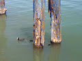 folaghe sul lago Trasimeno