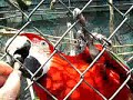 visit-to-hartman-aviary.html