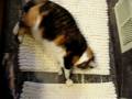 videos de FAT FAT CAT :0