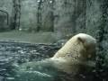 zoo 2008