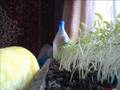 videos de 1 день/кадр, помидоры