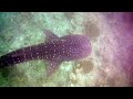 Whale Shark @ Maldives