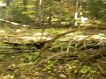 Stream Crossing