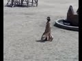 Oeste de Almeria  caballos