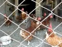 hens3 hens3