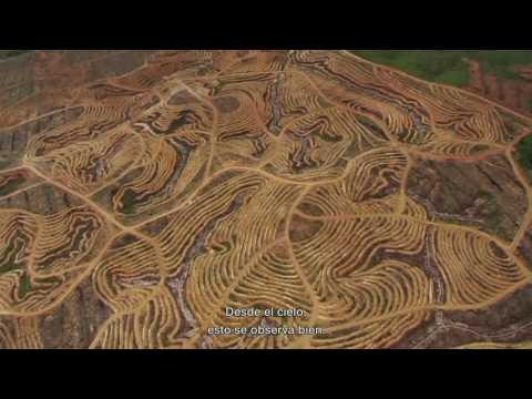 Oruga Trotamundos mira el video - MioPlanet.org