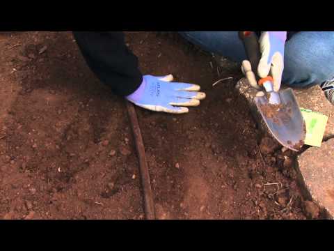 how to transplant scallions