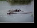 hippo fight